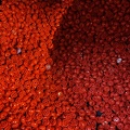 IMG_5622.jpeg